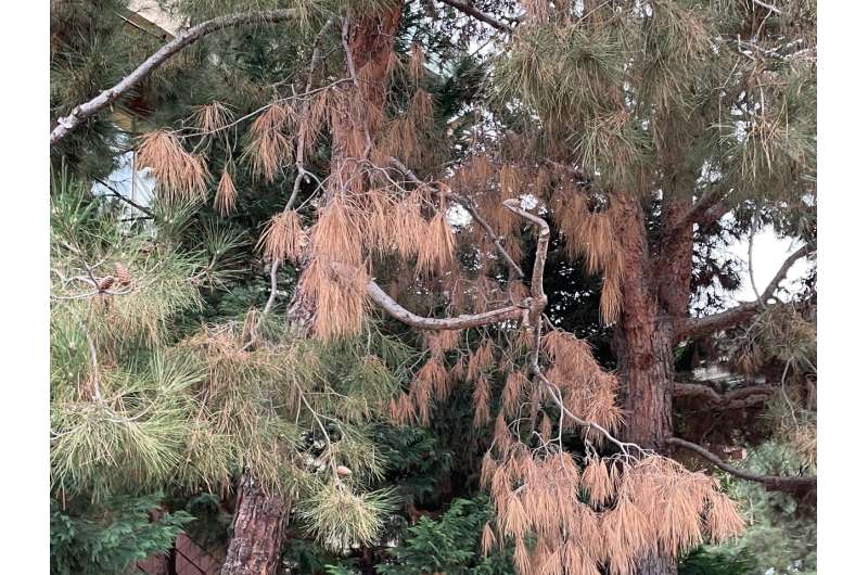 Fungi that causes pine ghost canker detected in southern California trees