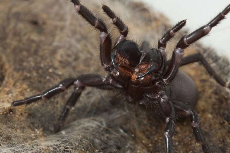 Funnel-web spider venom varies