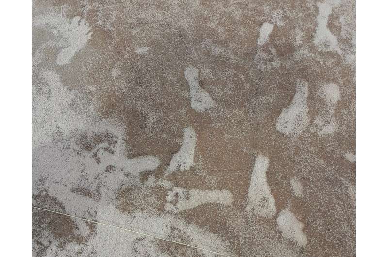 Further evidence points to footprints in New Mexico being the oldest sign of humans in Americas