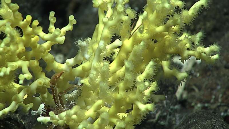 Future-proofing deep-sea coral conservation in Aotearoa