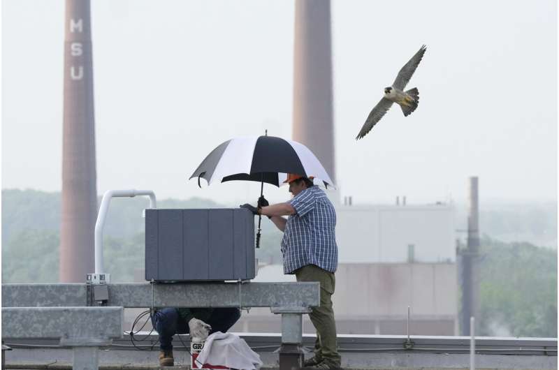 Fuzzy falcon chicks who nest at Michigan State football stadium get tracking bands