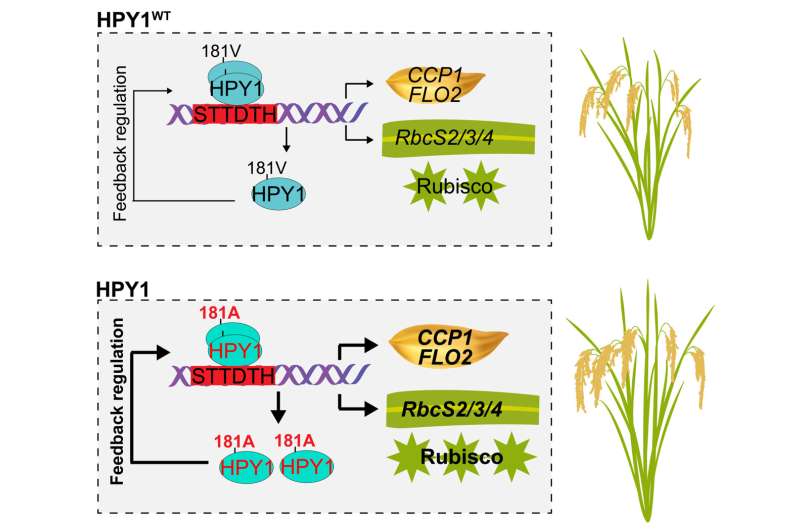 Gain-of-function allele of HPY1 coordinates source and sink to increase grain yield in rice