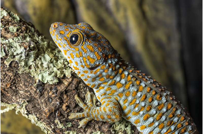 Geckos know their own odor