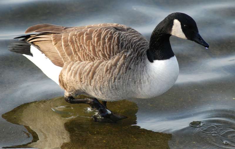 Geese 'keep calm and carry on' after deaths in the flock