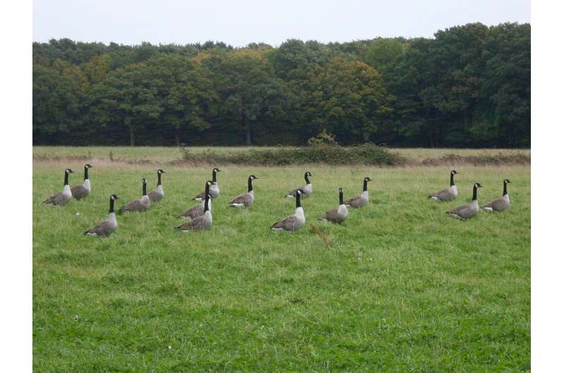Geese 'keep calm and carry on' after deaths in the flock