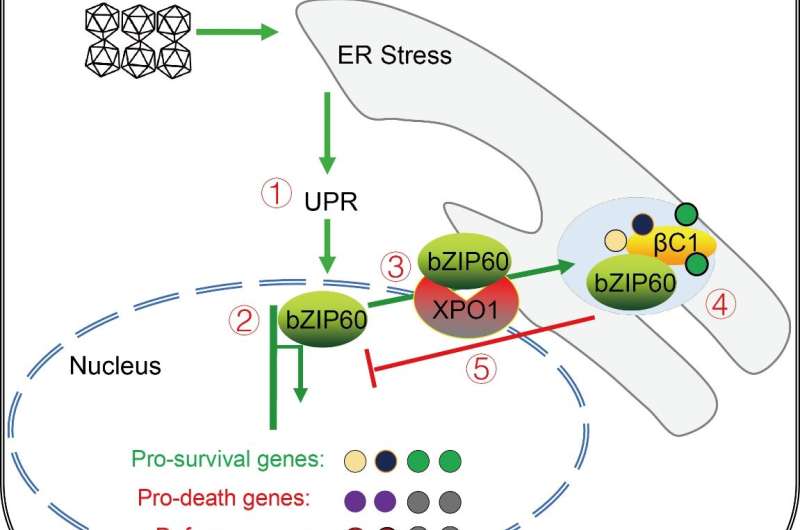 Geminivirus satellite-encoded βC1 activates UPR, induces bZIP60 nuclear export, and manipulates the expression of bZIP60 downstr