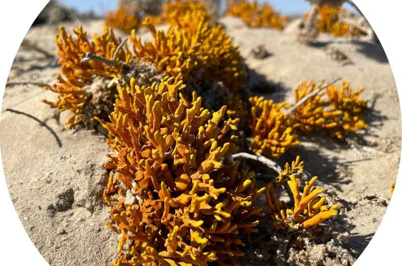 Gene Cluster Reshuffling Drives Natural Sunscreen Evolution in Lichens 