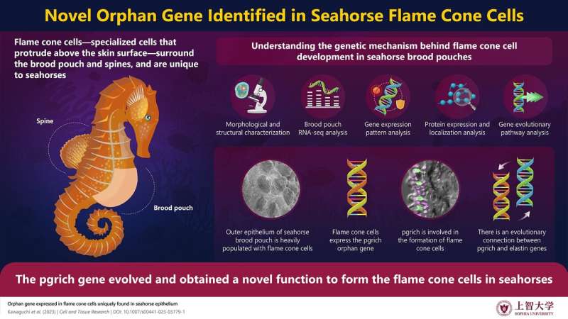 Gene conferring a novel function in the seahorse brood pouch identified