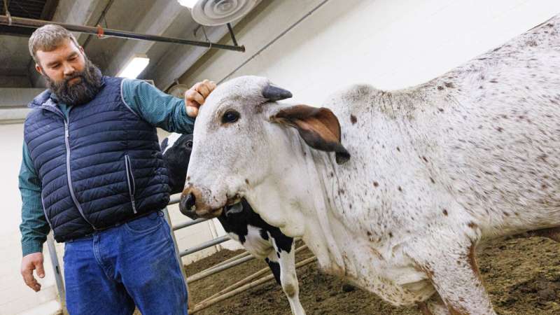 Un ternero editado genéticamente puede reducir la dependencia de los antimicrobianos contra las enfermedades del ganado