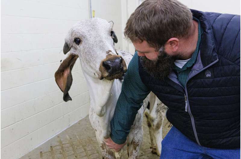 Gene-edited calf may reduce reliance on antimicrobials against cattle disease