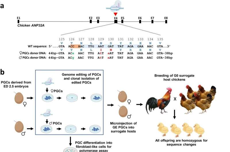Pollos modificados genéticamente en la lucha contra la gripe aviar