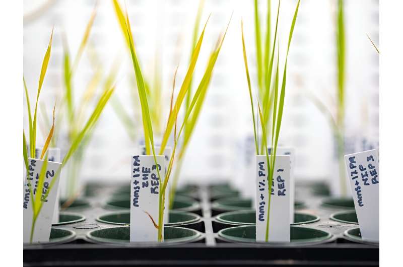 Gene editing improves grain quality and reduces heat stress in rice