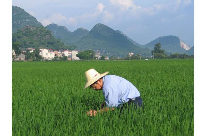 Gene editing technique highlighted as possible 'savior' for climate change threatened rice crops