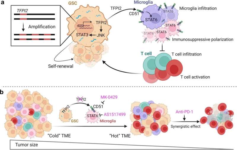 Gene linked to glioblastoma stem cell self-renewal and immunosuppression