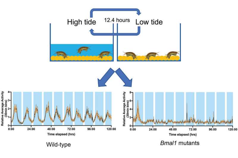 Gene linking circadian and circatidal rhythms is discovered in tiny crustacean