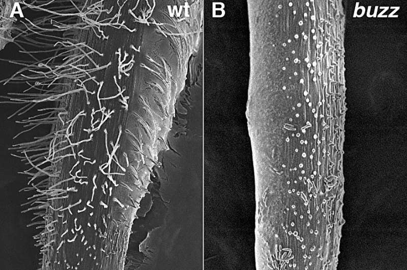 Gene required for root hair growth, nitrate foraging found in grasses