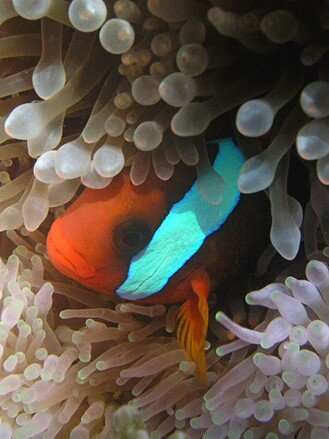 Gene switches help juvenile “Nemo” fish adapt their physiology to a new life on the coral reef