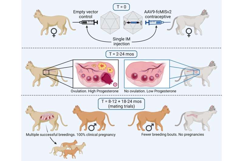 Gene therapy produces long-term contraception in female domestic cats