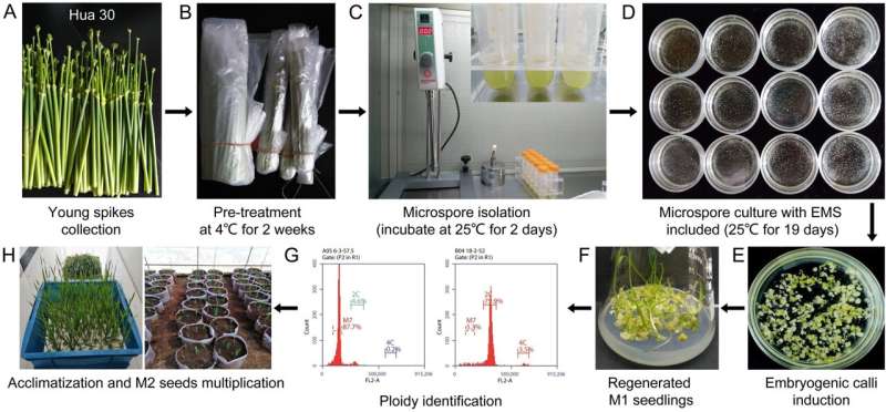 Generating homozygous mutant populations of barley microspores by ethyl methanesulfonate treatment