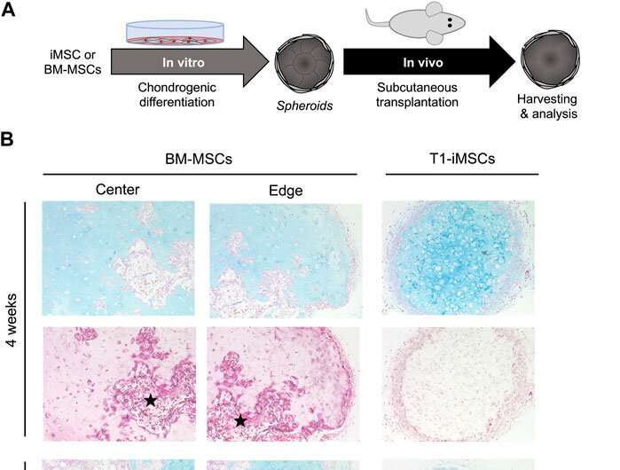 Generation of high-quality cartilage from iPS cell-derived mesenchymal stem cells