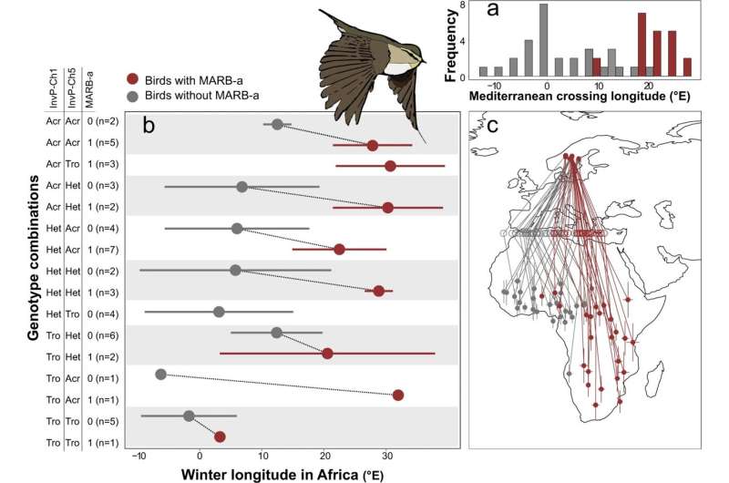 Genes decide the willow warbler's migration routes