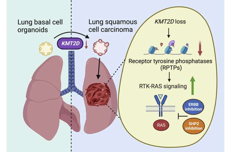 Genetic code change drives common lung cancer type