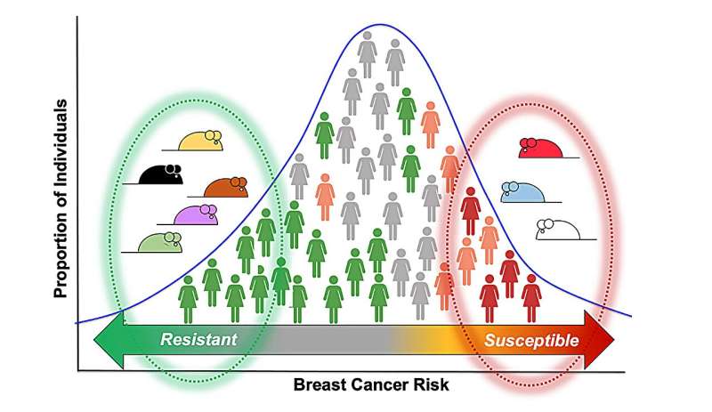 Genetic modifiers of p53 and their potential in breast cancer therapies