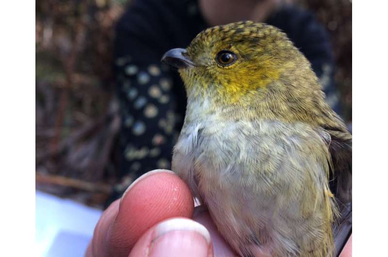 Genetic secrets could help endangered songbird sing another day