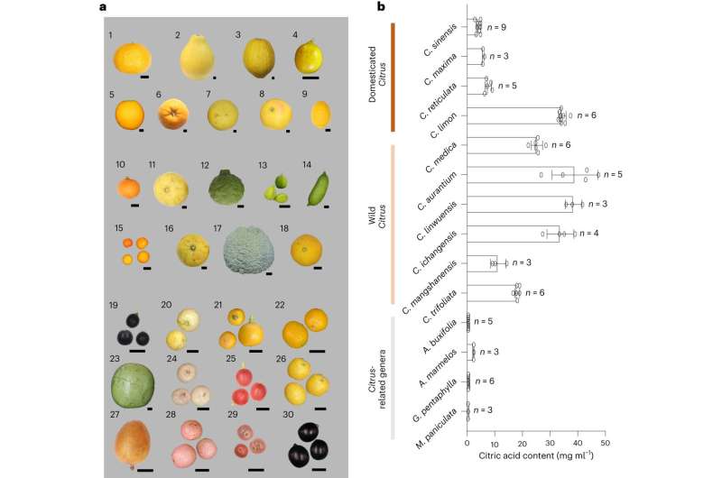 Genetic study of citrus fruits suggests they originated in southern China
