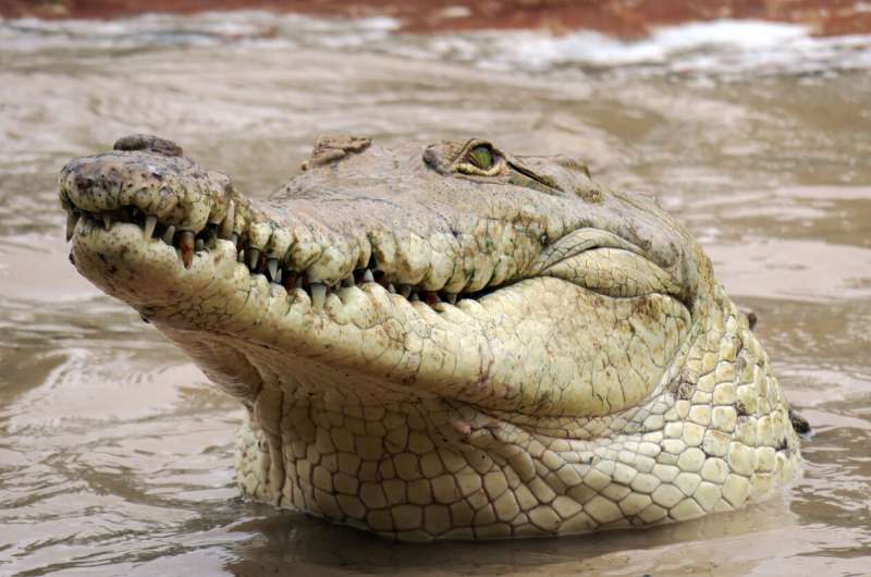 Genetic study reveals that a captive-bred population could save endangered crocodile from extinction