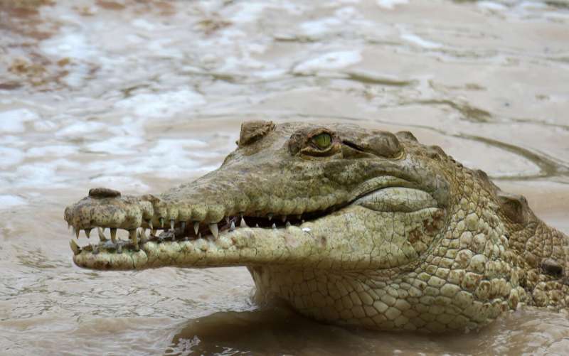 Genetic study reveals that a captive-bred population could save endangered crocodile from extinction