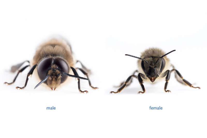 Genetic switch makes the eyes of male bees large and of female bees small