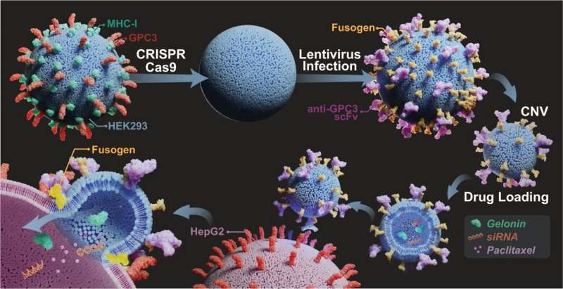 Genetically engineered vesicles better target cancer cells