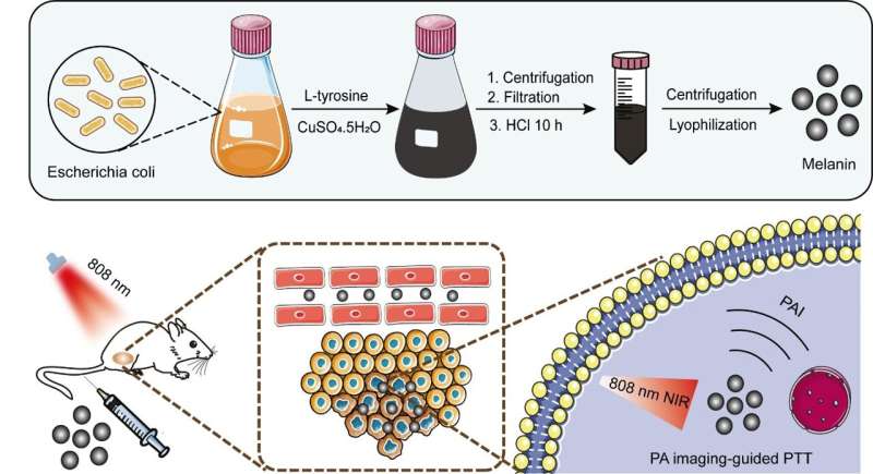 Genetically engineered bacterium enables biosynthesis of melanin nanoparticles