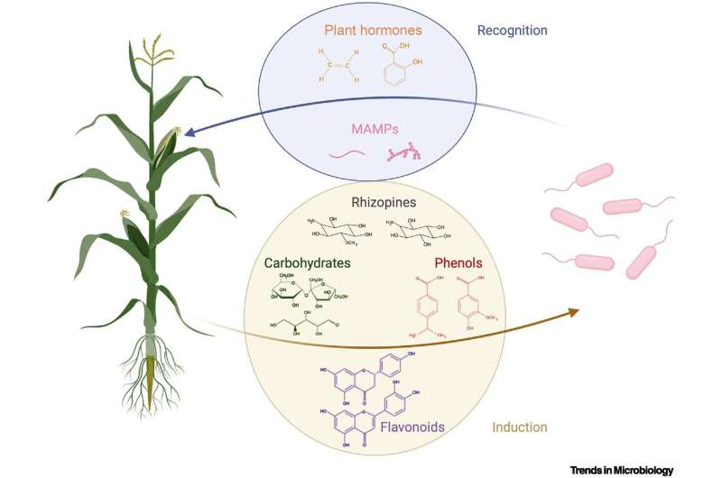 Genetically engineering associations between plants and nitrogen-fixing microbes could lessen dependence on synthetic fertilizer