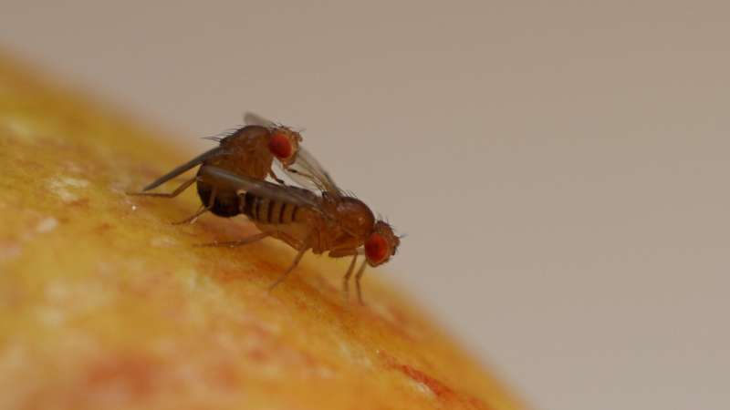 Genetics of attraction: Mate choice in fruit flies