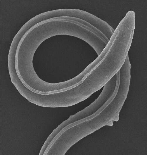 Genome analysis of 46,000-year-old roundworm from Siberian permafrost reveals novel species