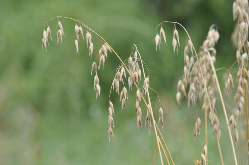 Genome data rewrite the story of oat domestication in China