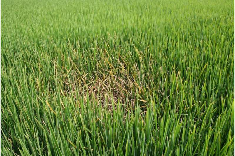 Genome editing used to create disease resistant rice