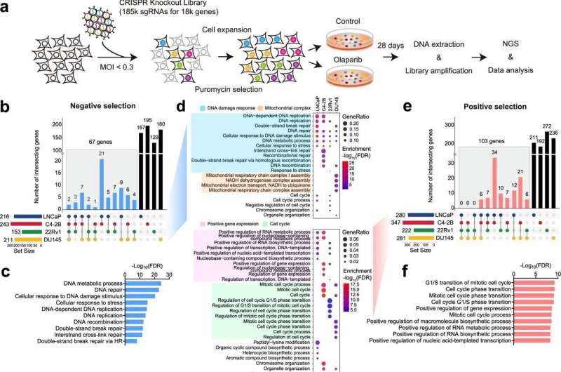 Genome-wide CRISPR screens identify PARP inhibitor sensitivity and resistance in prostate cancer