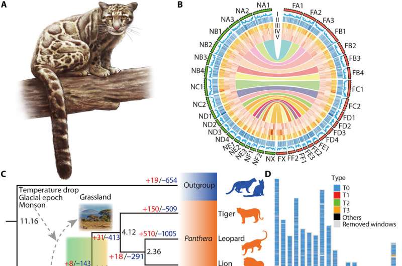 Genomic insights shed light on the evolutionary history and conservation of clouded leopards