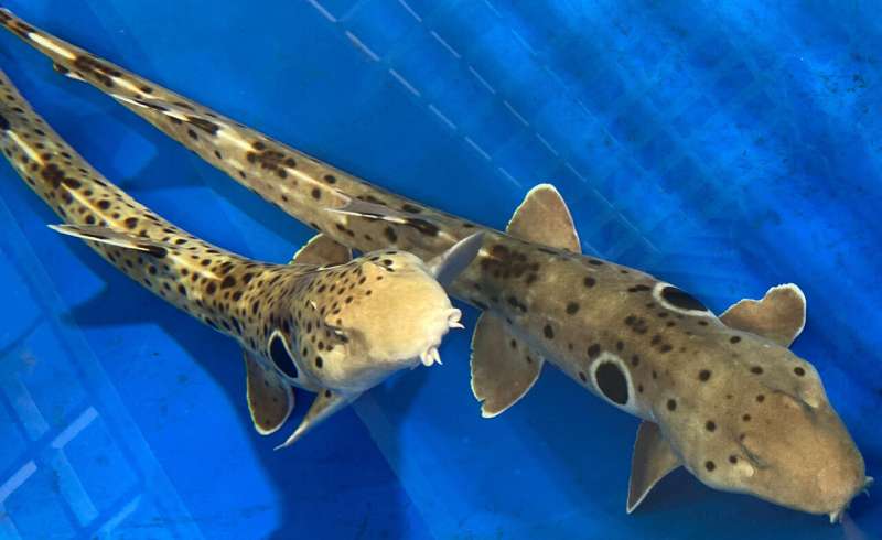 Genomic stability: A double-edged sword for sharks