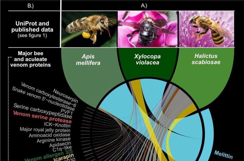 Genomic studies shed light on the origins of bee venom
