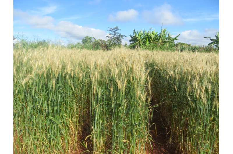 Genomic surveillance identifies global strain of emerging wheat disease fungus