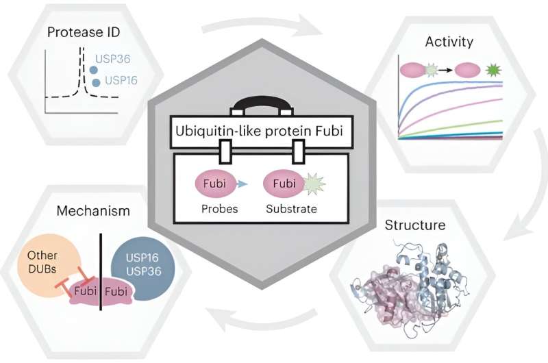 Getting protein factories to run – How deubiquitinating enzymes moonlight as Fubi proteases