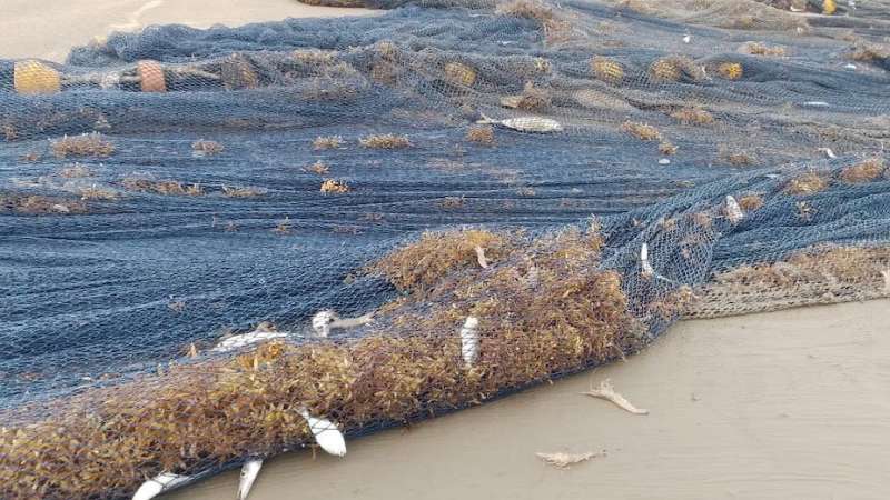 Ghana's fishing industry has a 'golden seaweed' problem—how citizen science can help