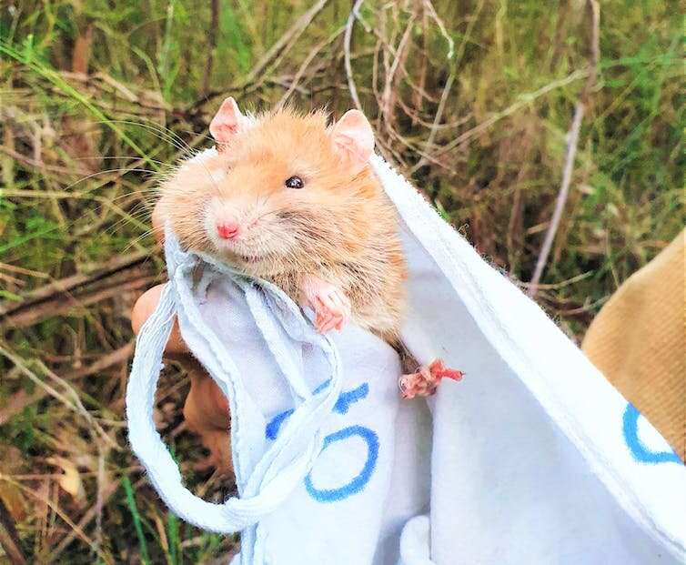 Ghost rodents: Get ready to fall in love with Australia's albino rats and mice