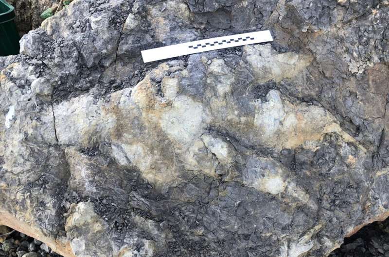 Giant meat-eating dinosaur footprint is largest found in Yorkshire
