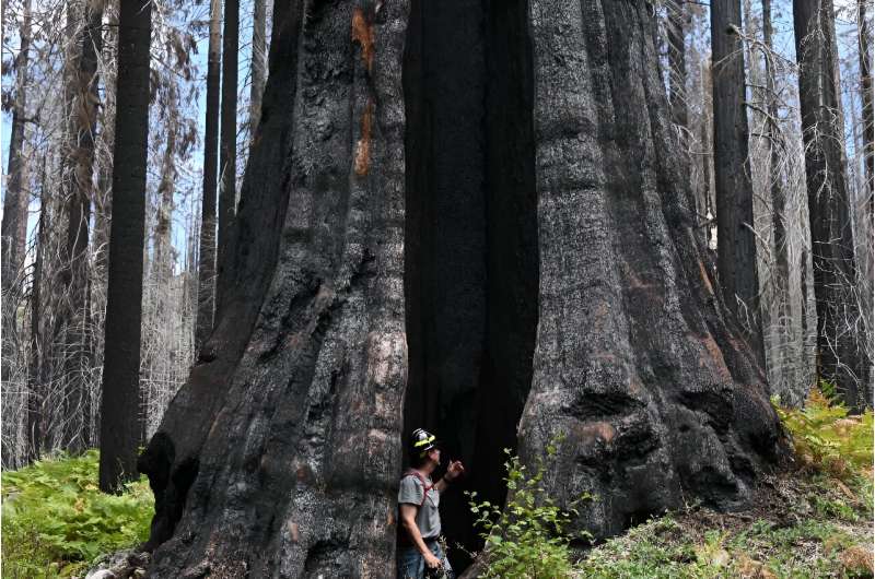 Giant sequoias can be 300 feet (90 meters) tall, with 30-foot diameter trunks