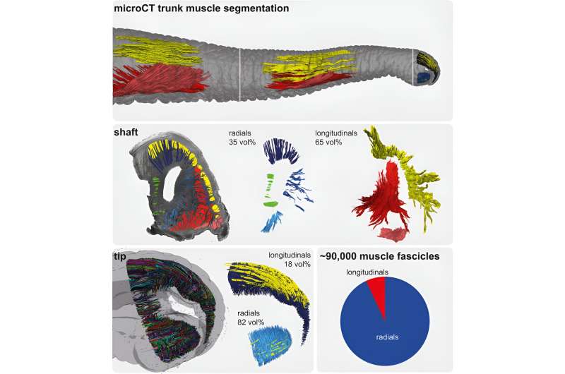 Giants with microscopic muscles: New findings reveal the structure of the dexterous elephant trunk